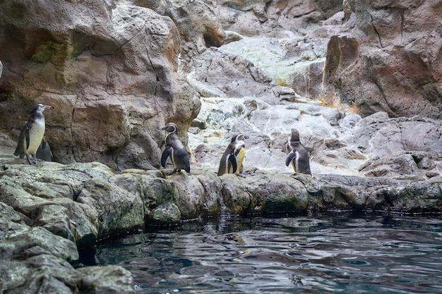 alle pinguïns ontspannen en wachten