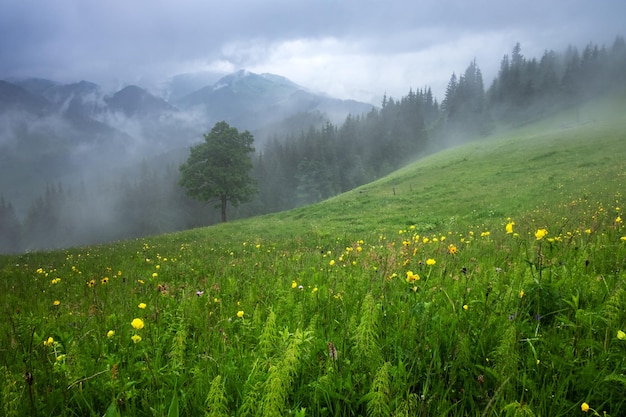 Alleen boom in de mist