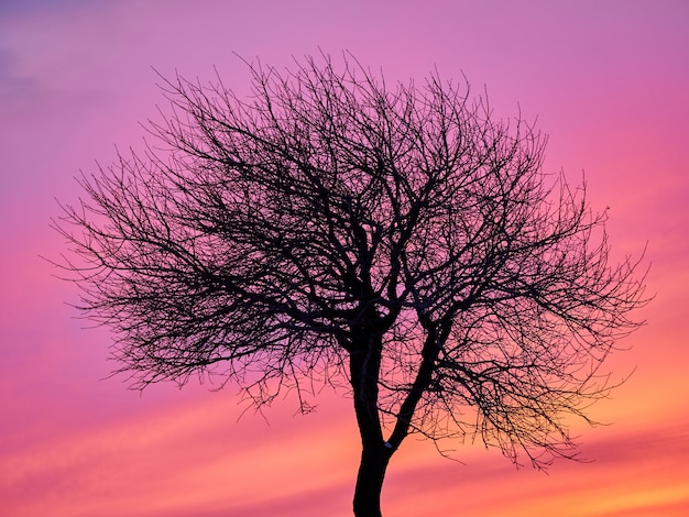 Alleen boom op het gebied van de de winterkust in zonsondergang roze, purpere hemel met rotsen en sneeuw