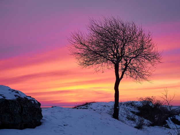 Alleen boom op het gebied van de de winterkust in zonsondergang roze, purpere hemel met rotsen en sneeuw