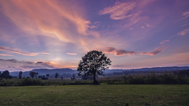 Alleen boom op weide bij zonsondergang