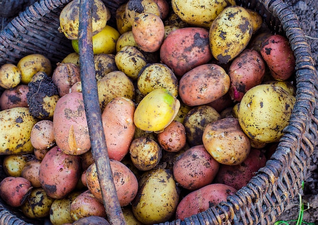 Alleen die groeven aardappelen uit de grond in een mand