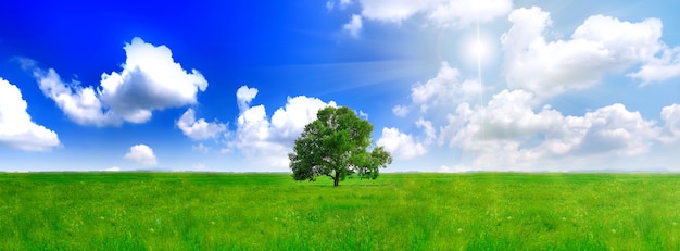 Alleen een grote boom op groene weide. Panorama