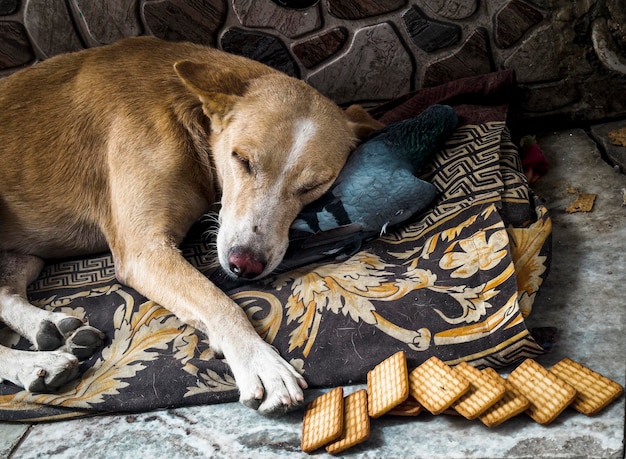 Foto alleen een trieste hond die slaapt op een lijk van een varken