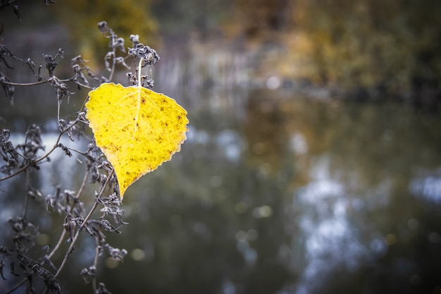 Alleen geel blad van esp op donker van de rivier. Herfstbladeren vallen. Kopieer ruimte