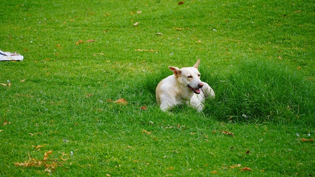 Alleen hond afbeelding op straat India