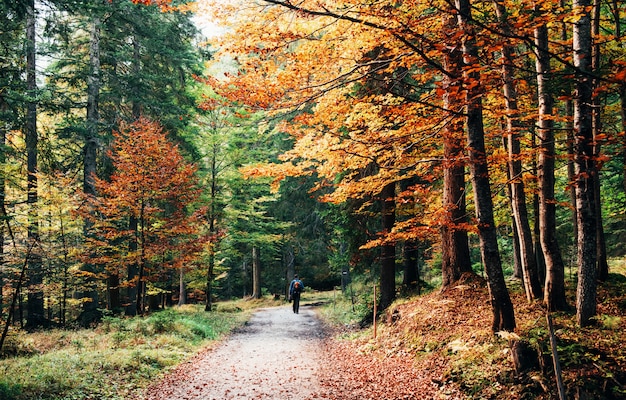 Alleen reiziger met rugzak wandelen in het prachtige herfst bos