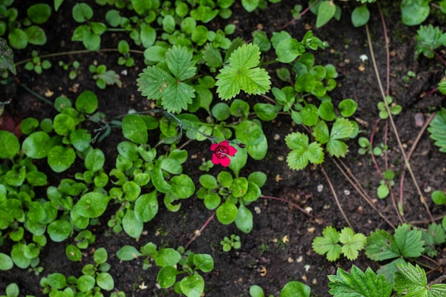 Foto alleen roze bloem in de groene tuin