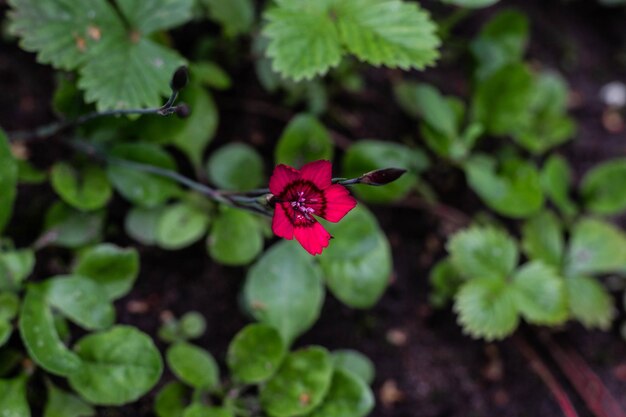 Alleen roze bloem in de groene tuin