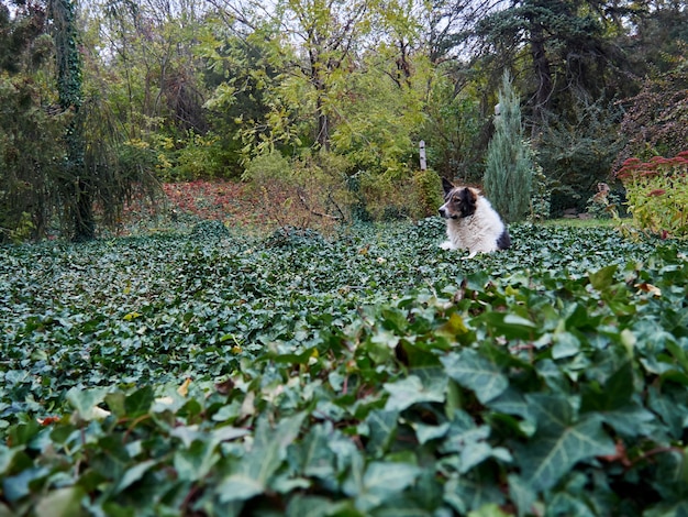 Alleen verdwaalde hond in de tuin op een gebied van installaties