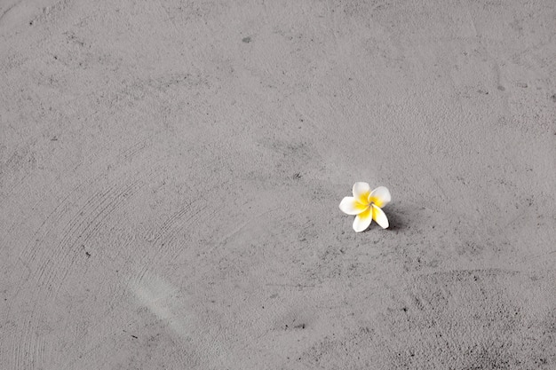 Alleen witte en gele frangipanibloemen op de cementvloer - achtergrond