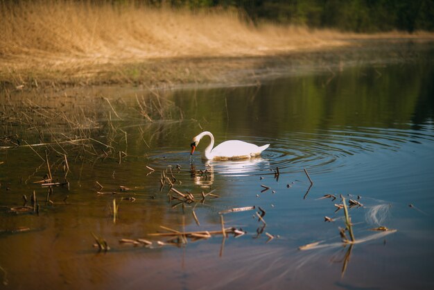 Foto alleen witte zwaan in het vuile meer