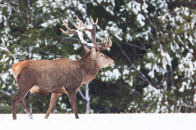 Alleenstaande adellijke herten met grote mooie hoorns met sneeuw in de winter bos.