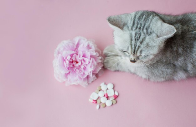 Allergy concept flower cat and pills Pink peony grey cat and assorted pills on a pink background