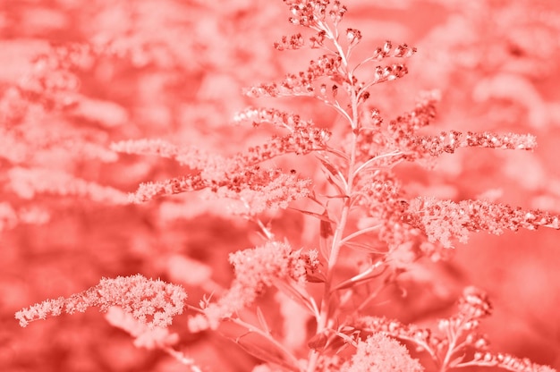 花粉と植物に対するアレルギー 夏の日の暖かい日差しと黄色のアンブロシアの花 昆虫はブタクサの花に取り組んでいます 着色されたイメージカラー 2023 ビバマゼンタ