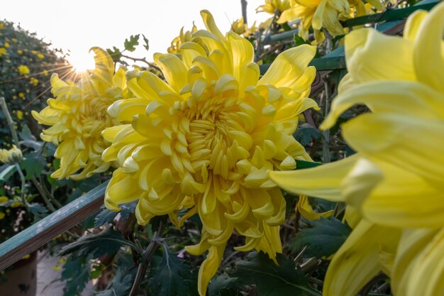 Allerlei gele chrysanten staan in bloei