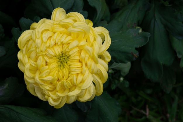 Allerlei gele chrysanten staan in bloei