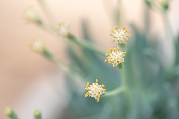 Allerlei kleine en mooie vetplantjes