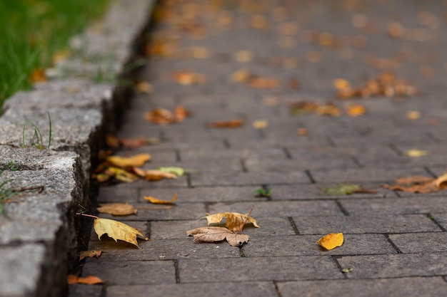 Alley in autumn Fallen orange leaves on the road