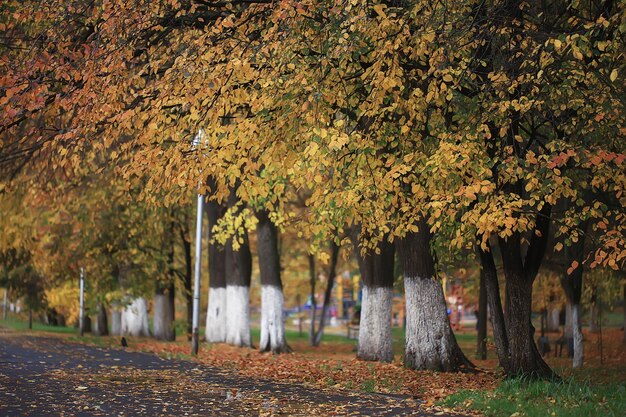 秋の公園の風景の路地、街の10月の秋の黄色い道の季節の風景