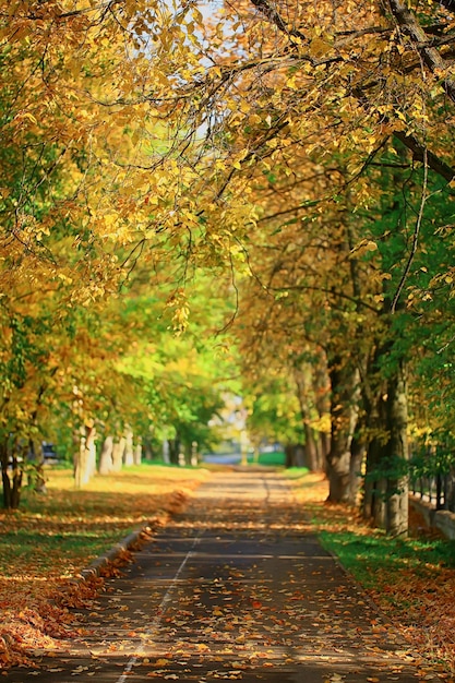 Alley in autumn park landscape, fall yellow road seasonal\
landscape in october in the city