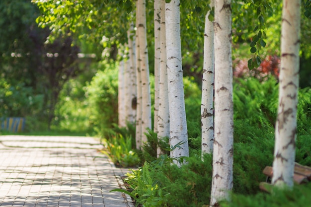 Alley of birch trees and other plants