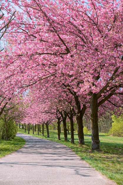 Alley of blossoming cherry trees called Mauer Weg English Wall Path