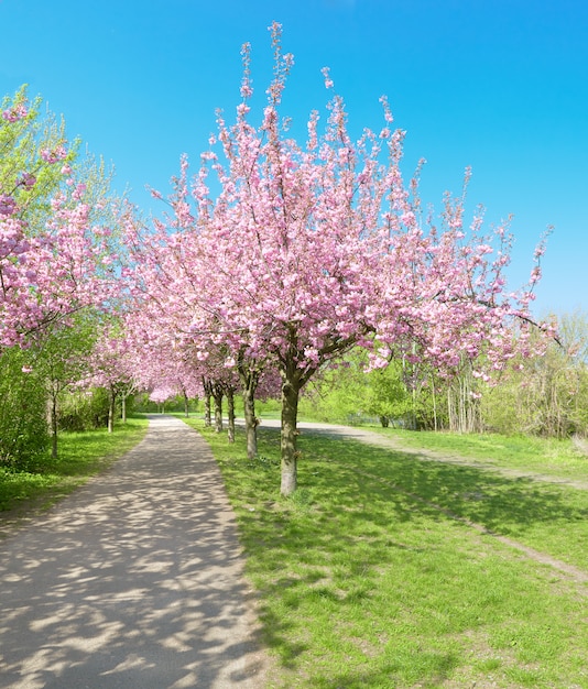 Alley of blossoming cherry trees called 