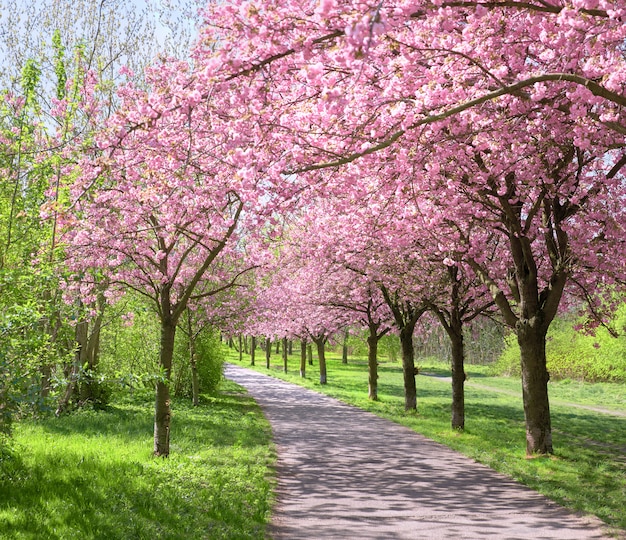 ベルリンの旧壁の道をたどる満開の桜の路地