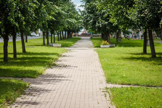 Аллея на городской площади зеленые деревья и скамейки