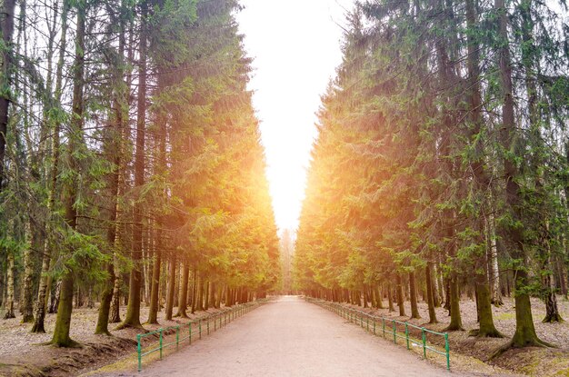 Alley footpath in the pine forest. Tall pine trees forest landscape.