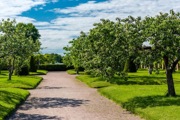 Alley of fruit trees against the blue sky