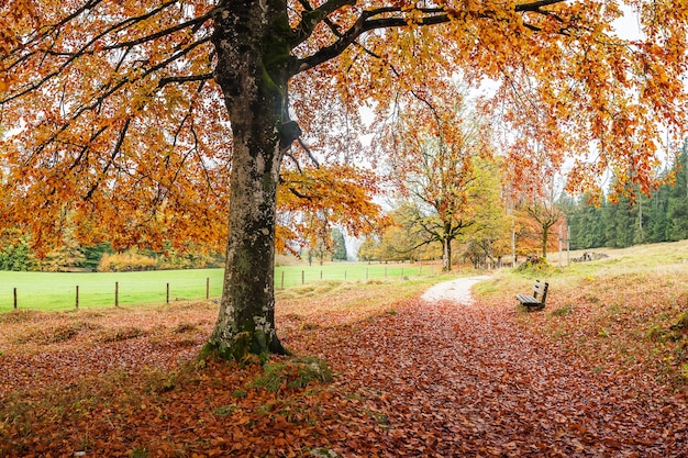 Alley in old autumn park with fallen leaves on path and grass, landscape