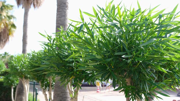 Alley of palm trees and bushes in tropical country on street