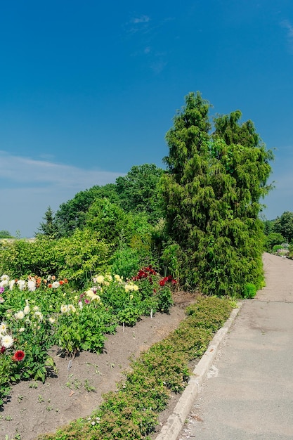 Alley in the park among dense green vegetation and flowers Garden with many plants flowers and all