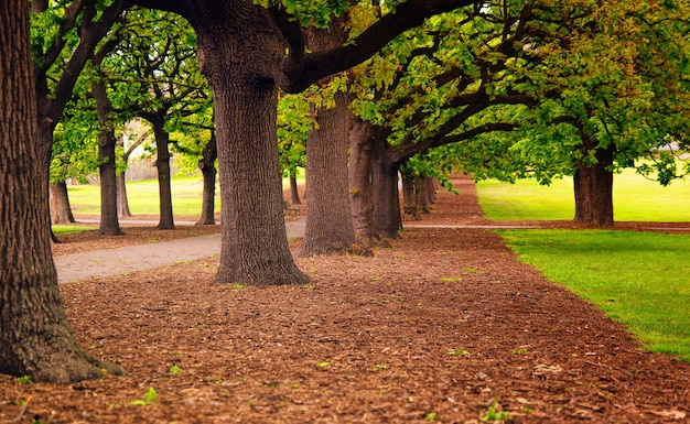 alley in the park focus on the second tree