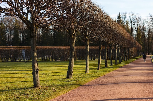 Alley in the park in Pushkin in autumn