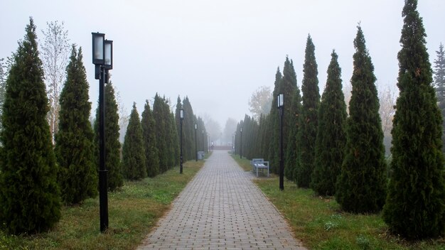 もみや街灯の列、霧、曇りの天気のある公園の路地