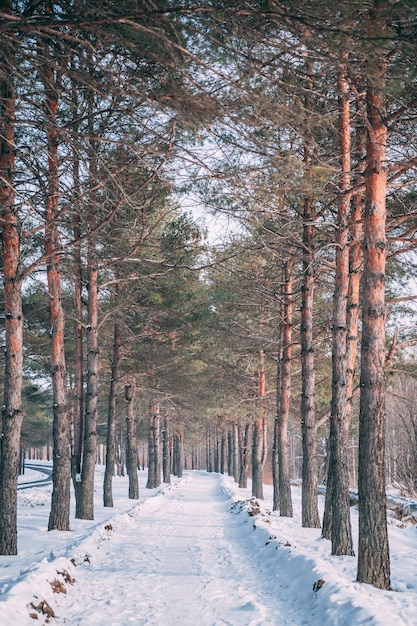 Alley in the pine forest