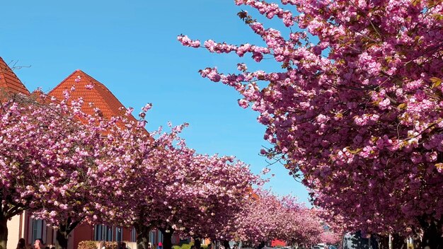 Photo alley of pink cherry blossoms bielefeld germany april 20 2023