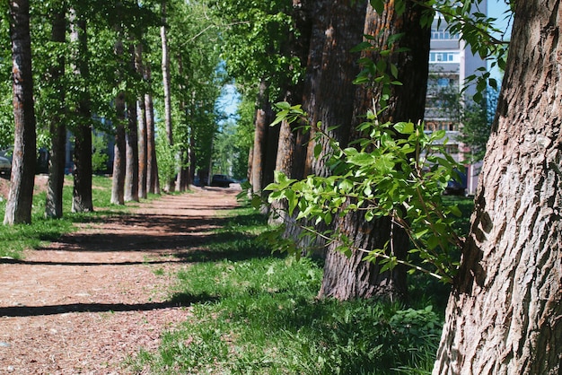 Alley of poplars with blossoming leaves in middle of spring