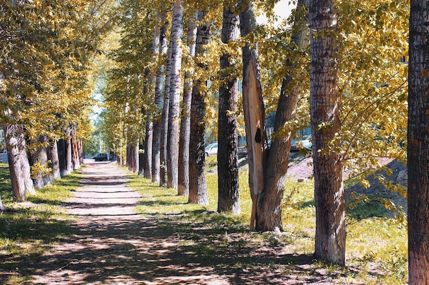 Alley poplars with yellowing leaves in late summer