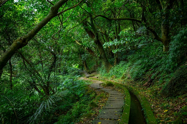 Alley slate paved forest trail shade clean cool