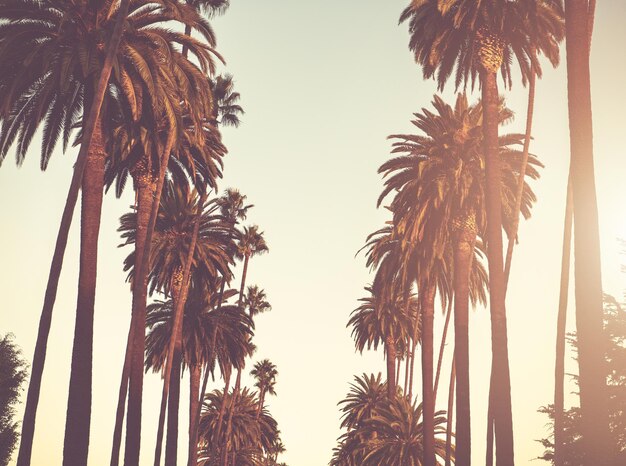 Alley of Southern California Palms Along a Street During Sunset Golden Hour