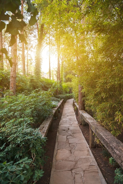 Alley among wild plants at sunset