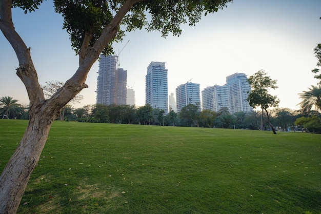 Alley with green lawn and trees in the Zabeel park