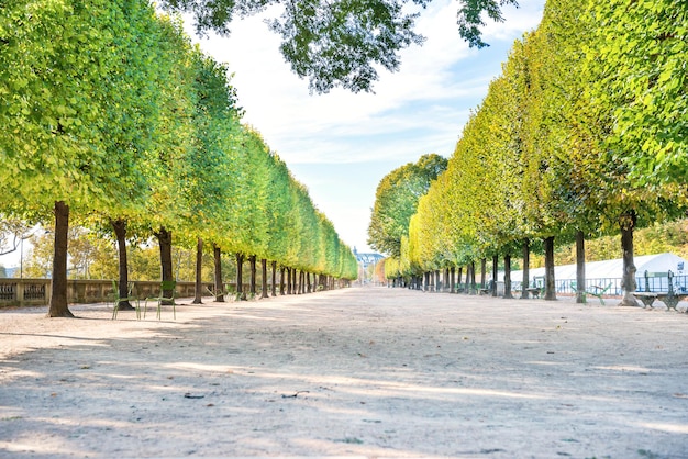 Alley with green trees in Tuileries garden in Paris, France