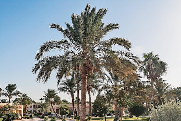 Alley with palm trees on a tropical resort in Egypt