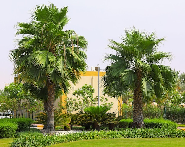 alley with palm trees