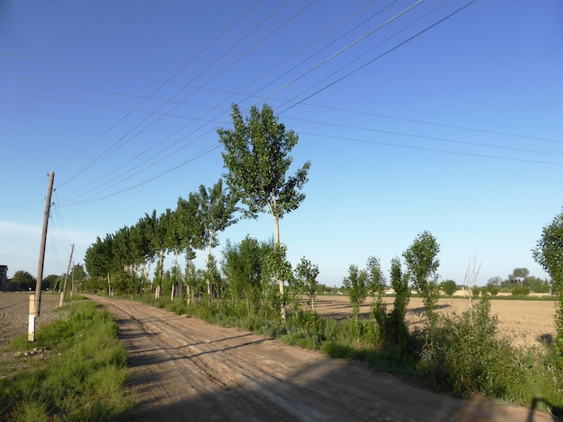 Alley with tall trees and power poles